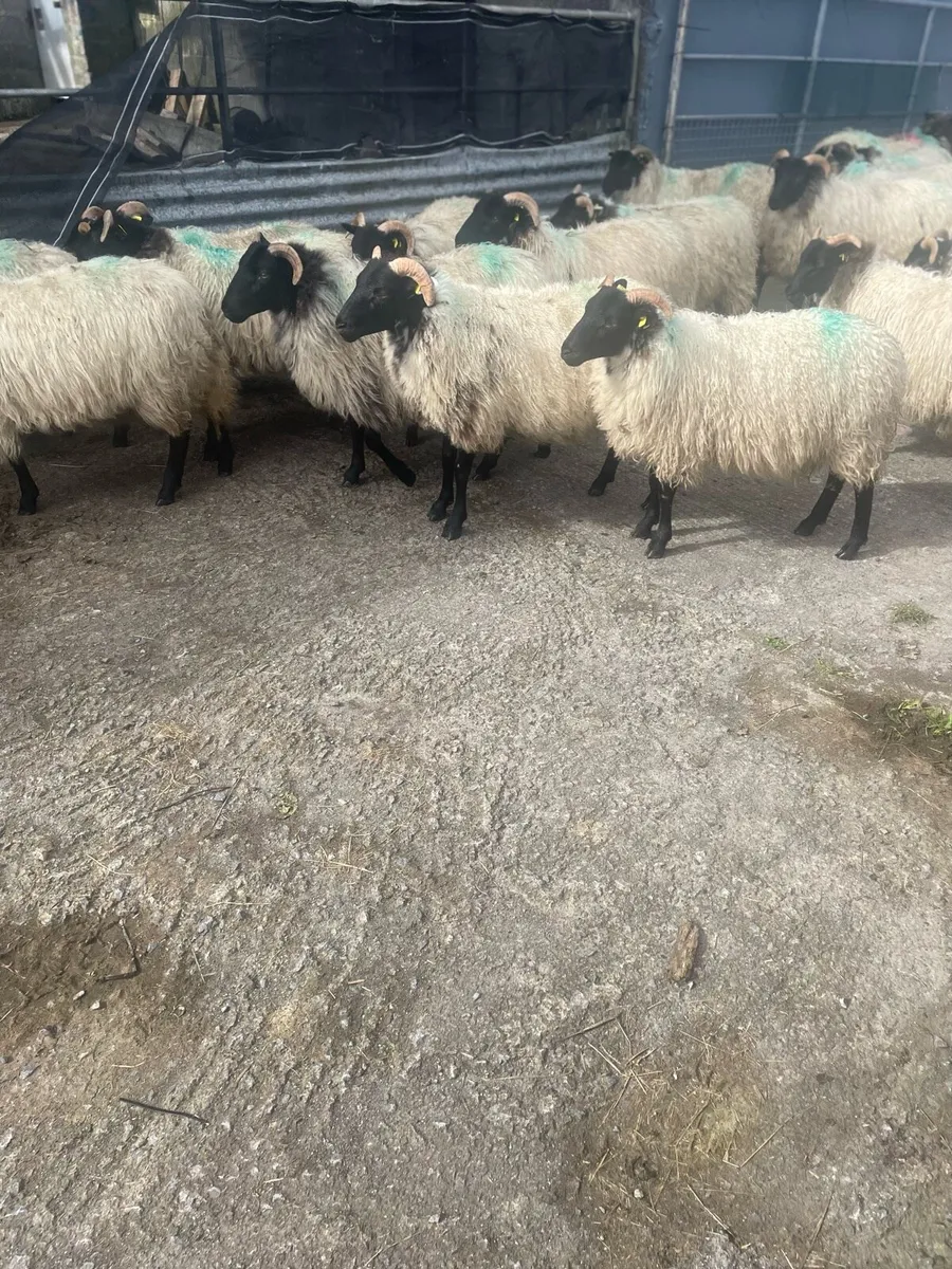 Sheep - Image 4
