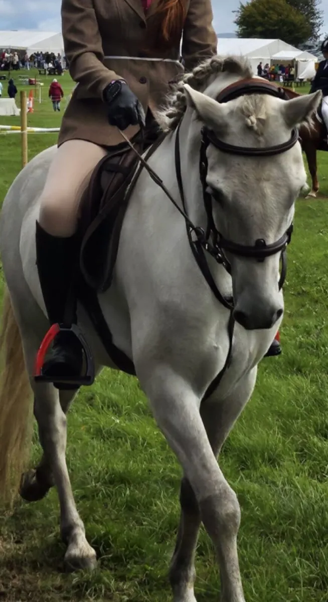 For Sale - "Walter" - 7-year-old, 14.1hh Pony - Image 1
