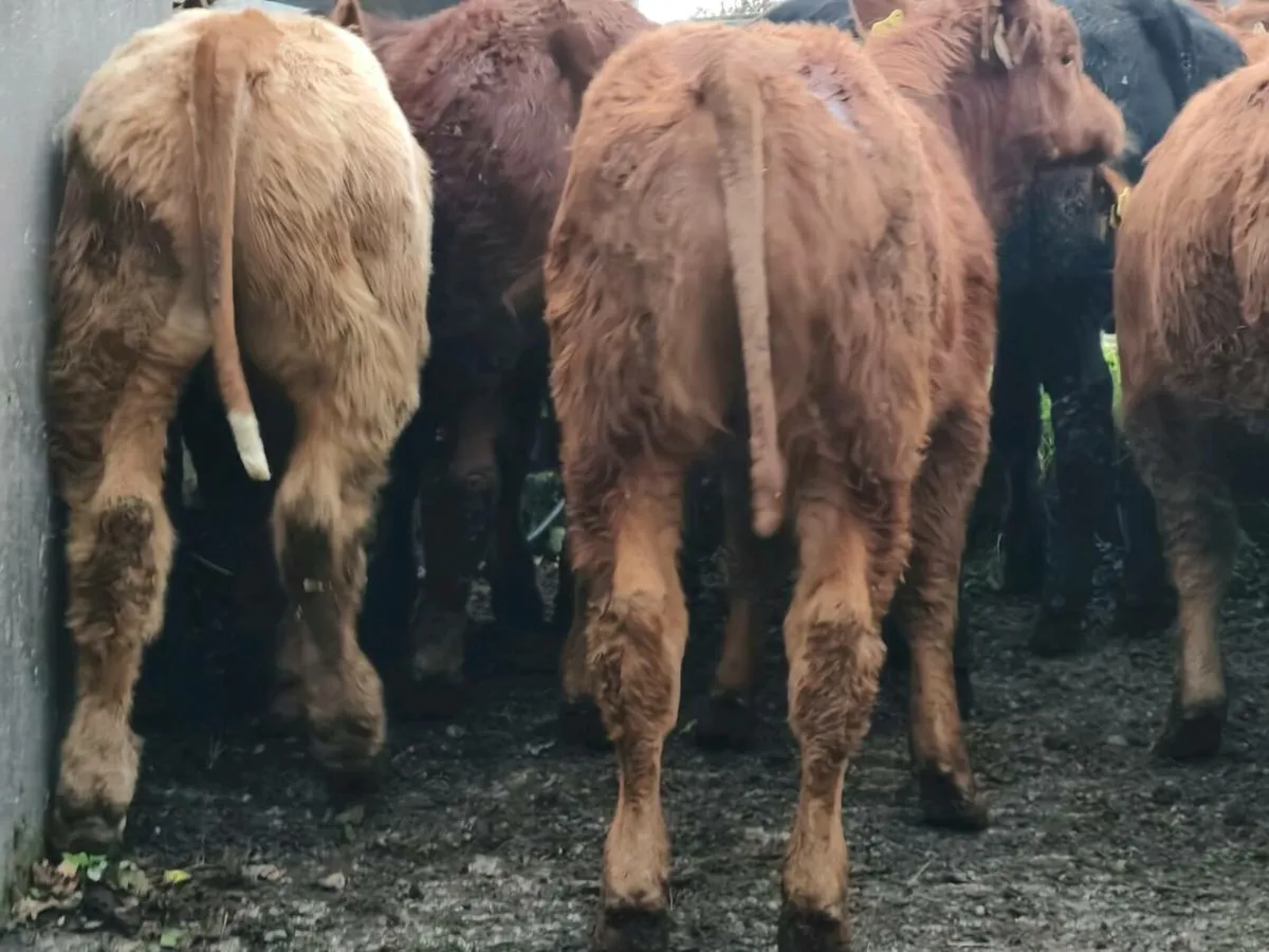 8 Suckler Bred Bull Weanlings. - Image 2