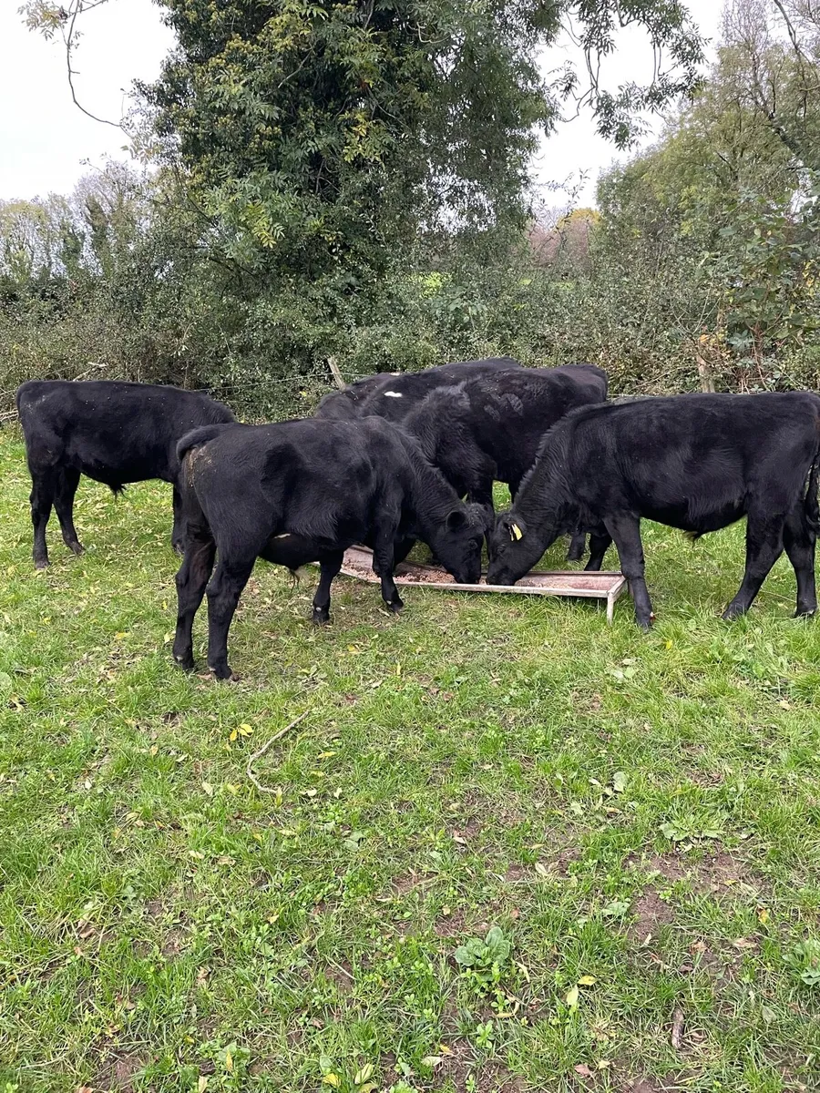 Angus Weanling Bulls - Image 2