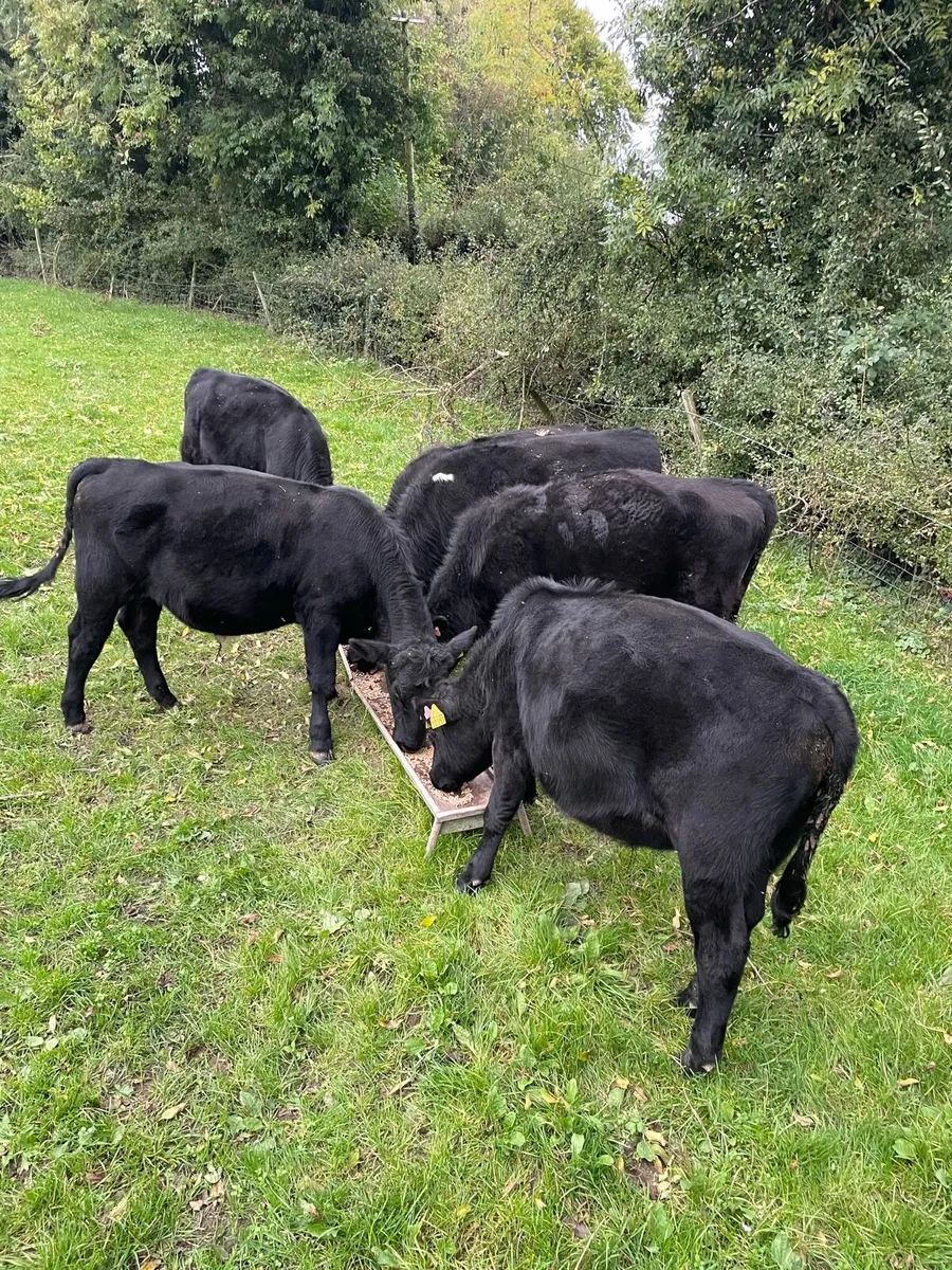 Angus Weanling Bulls - Image 3