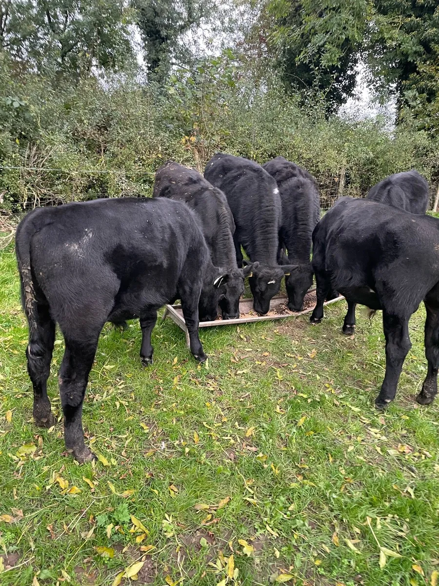 Angus Weanling Bulls - Image 1