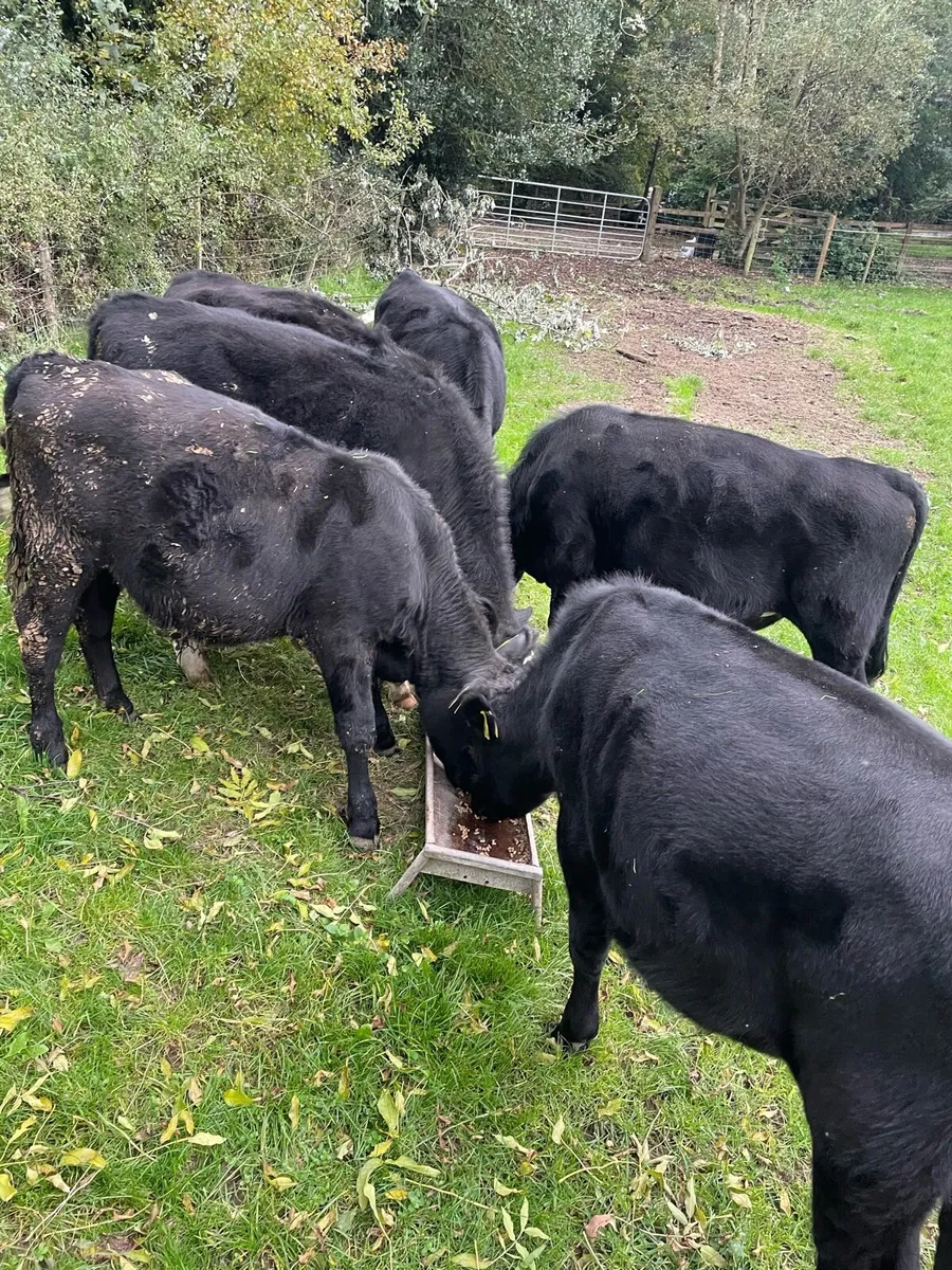 Angus Weanling Bulls - Image 4