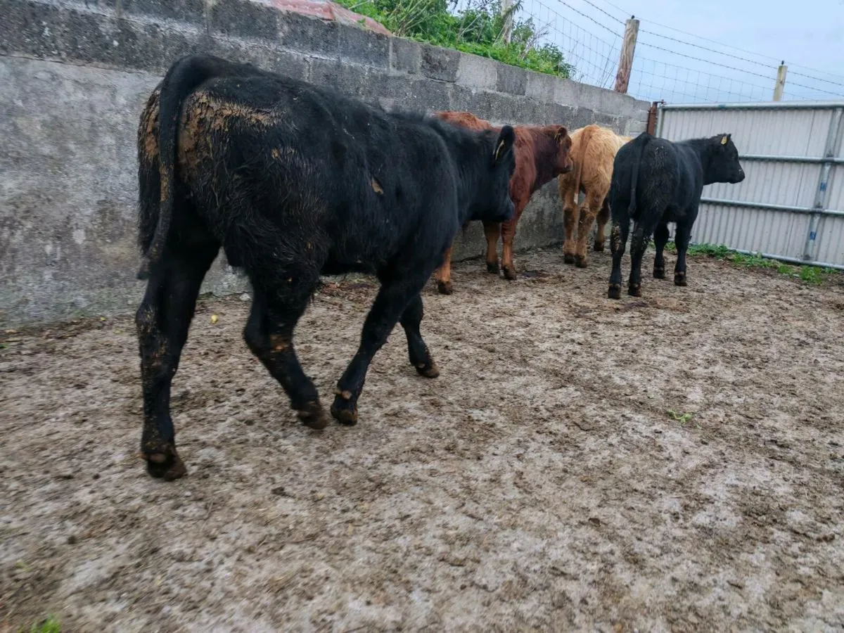 8 Suckler Bred Bull Weanlings. - Image 3