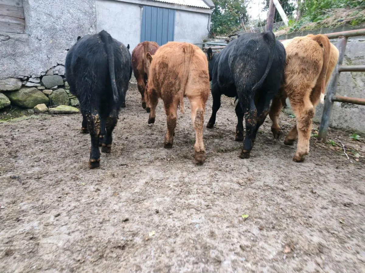 8 Suckler Bred Bull Weanlings. - Image 4