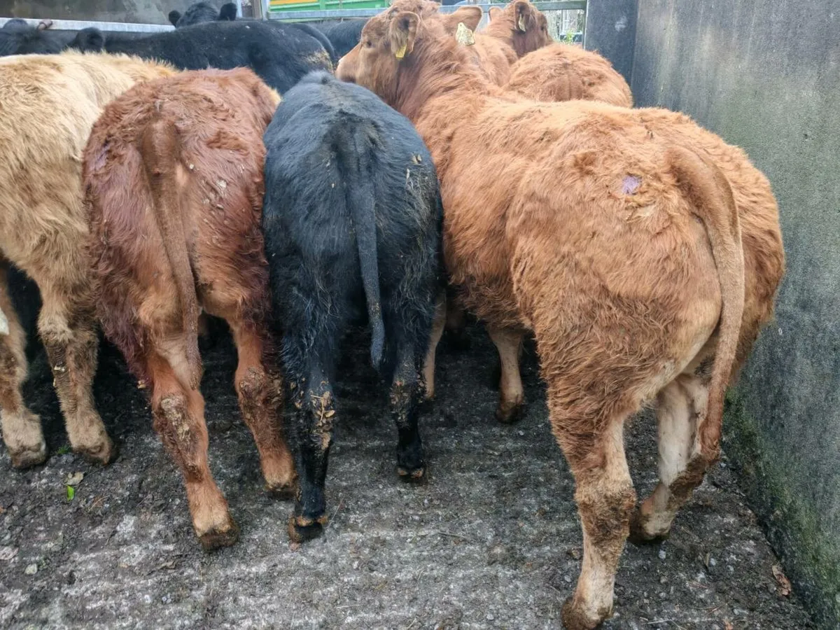 8 Suckler Bred Bull Weanlings. - Image 1