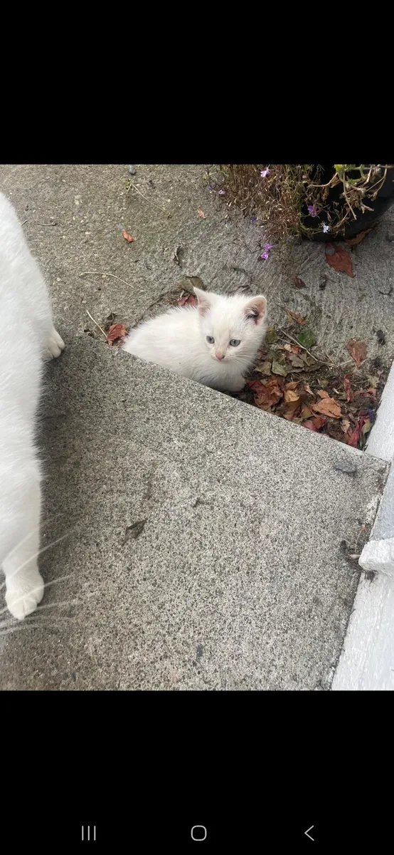 Kittens - Image 2