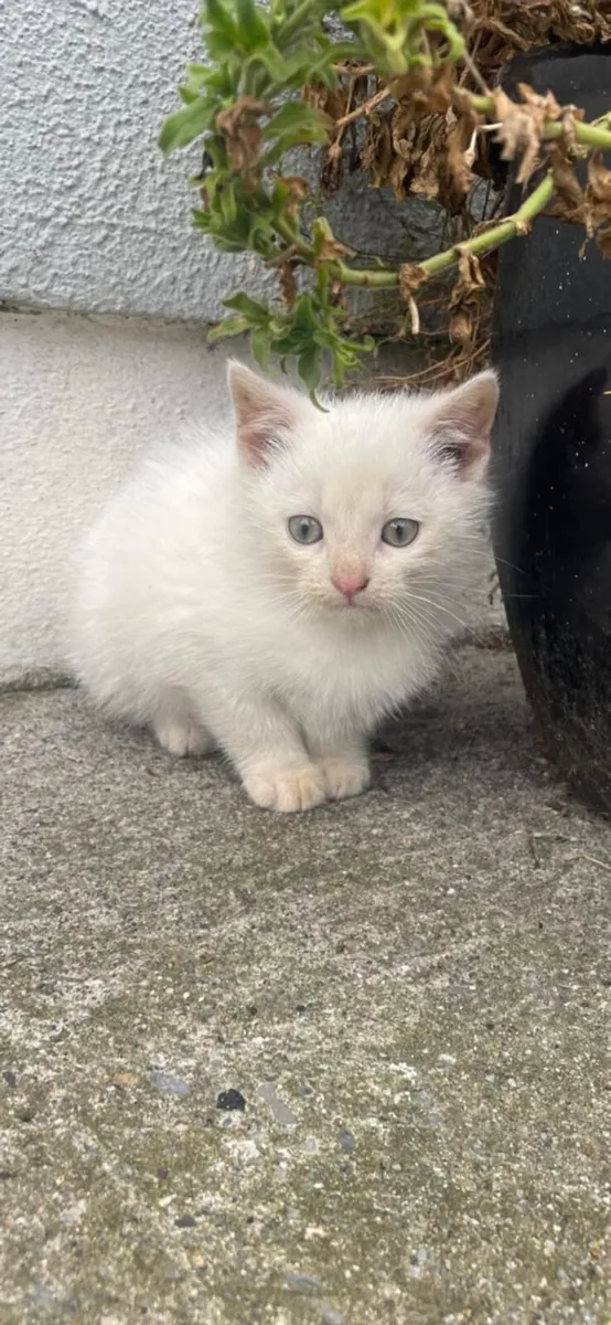 Kittens - Image 3