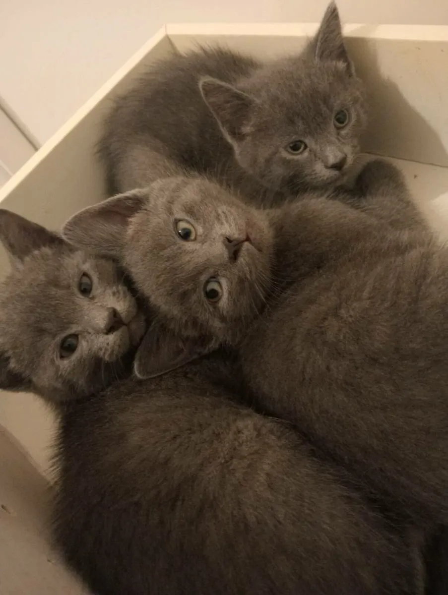 Adorable Kittens - Image 1