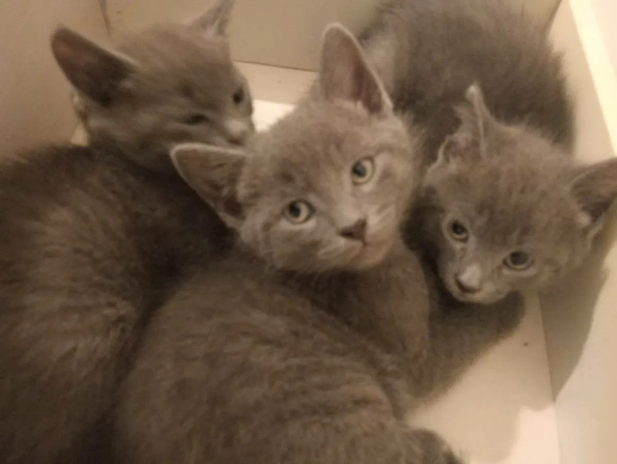 Adorable Kittens - Image 2