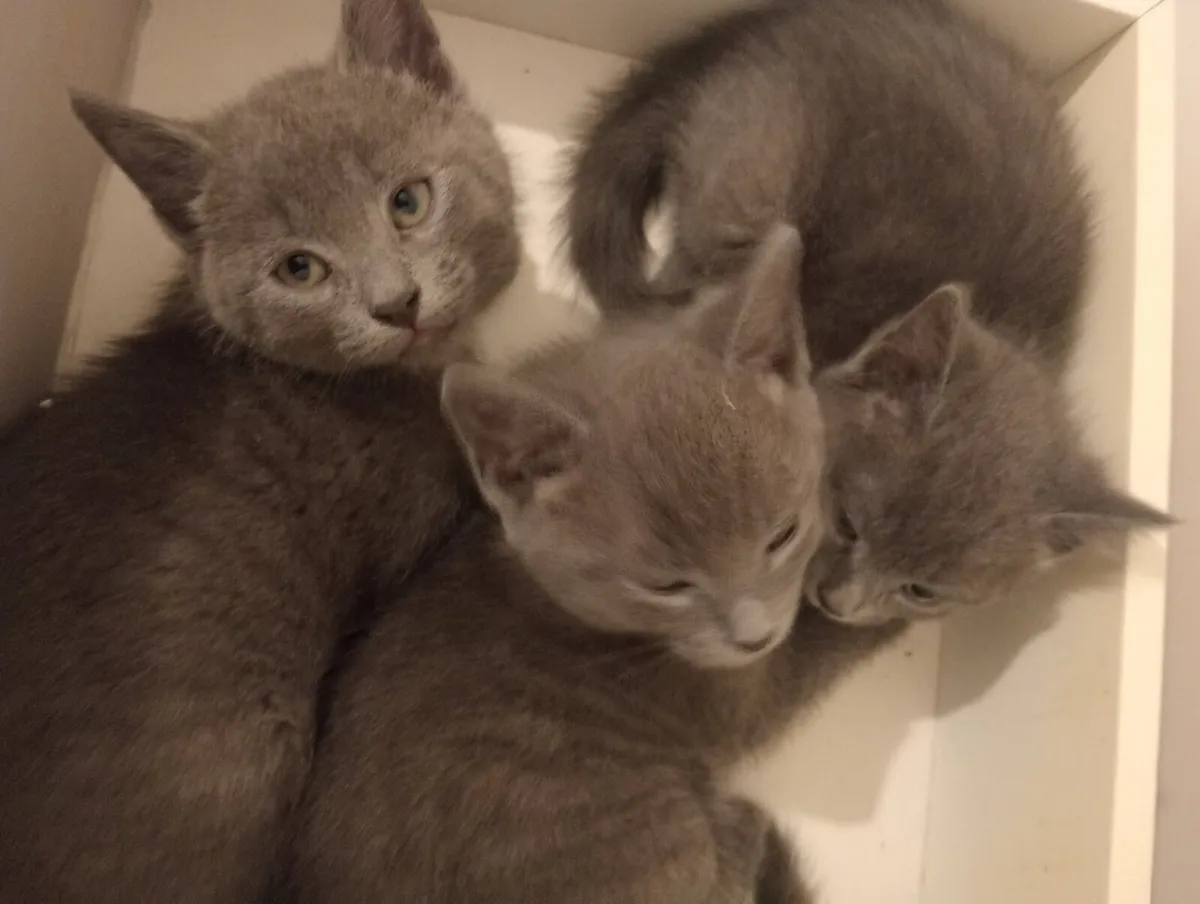 Adorable Kittens - Image 3
