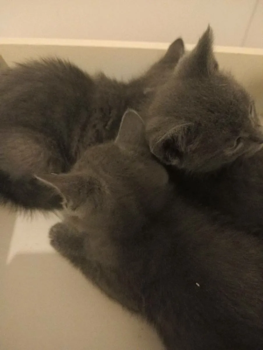 Adorable Kittens - Image 4