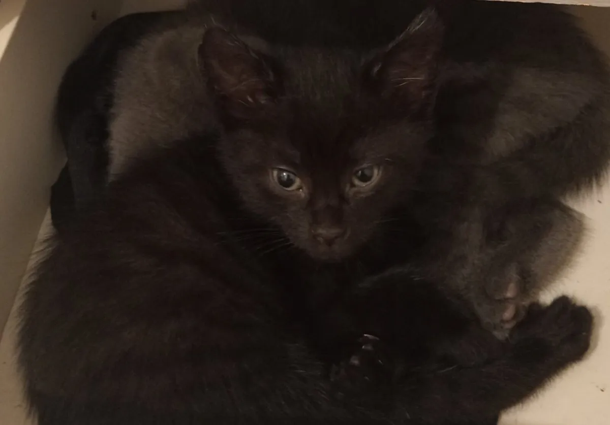 Only one adorable kitten left - Image 2