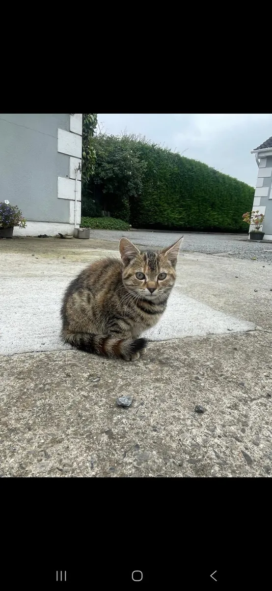 Kittens - Image 4