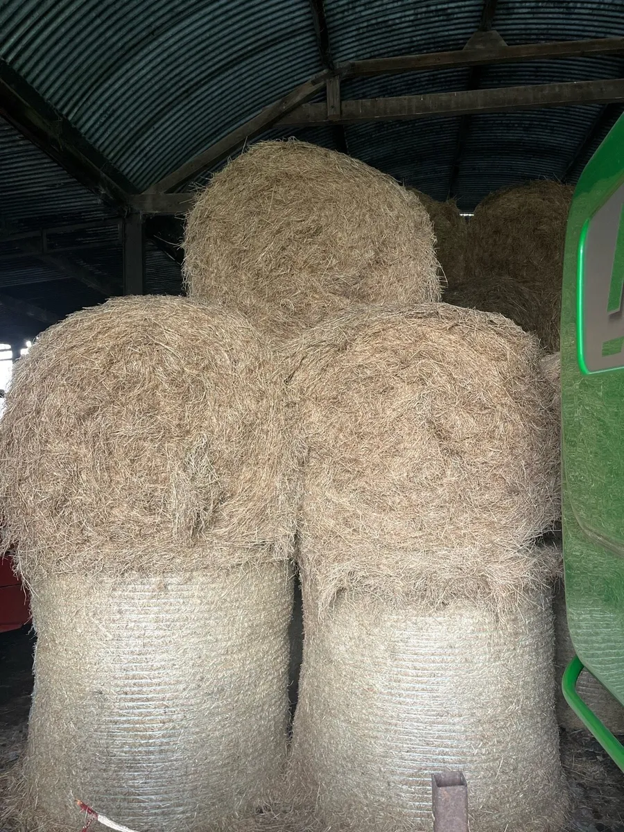 Hay - Image 1
