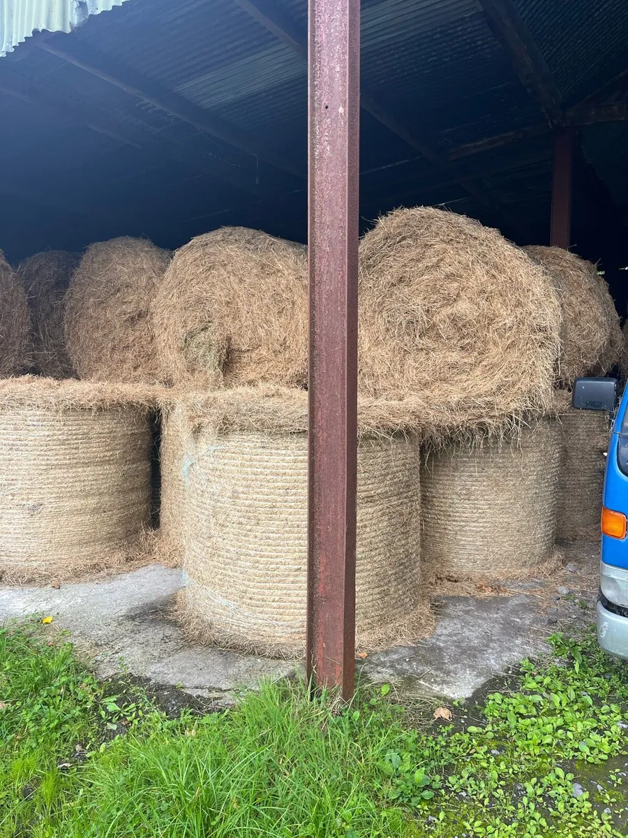 Hay - Image 2