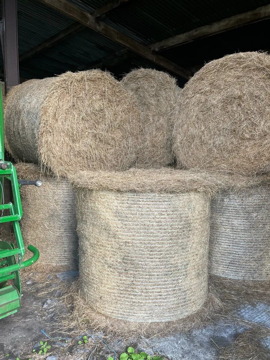 Hay - Image 3