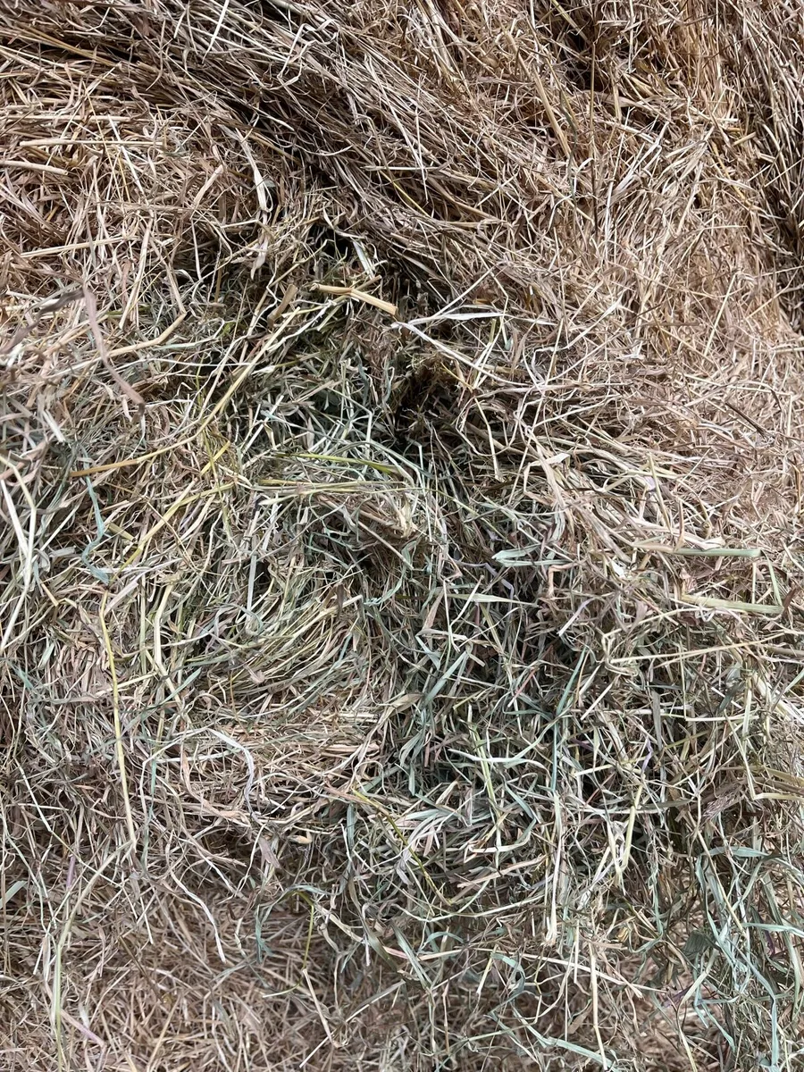 Hay - Image 4