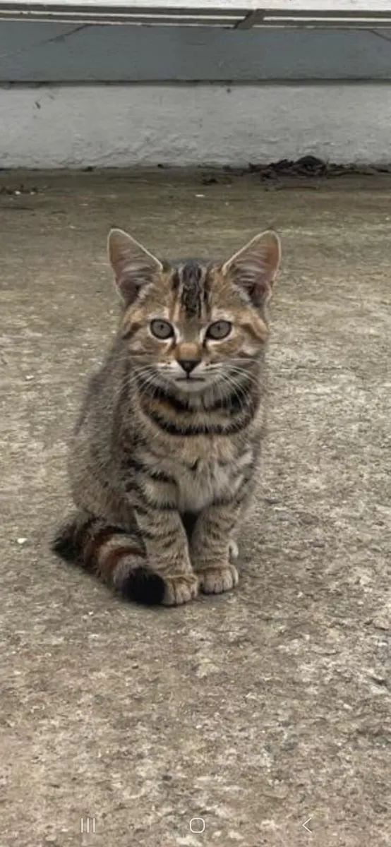 Kittens - Image 1