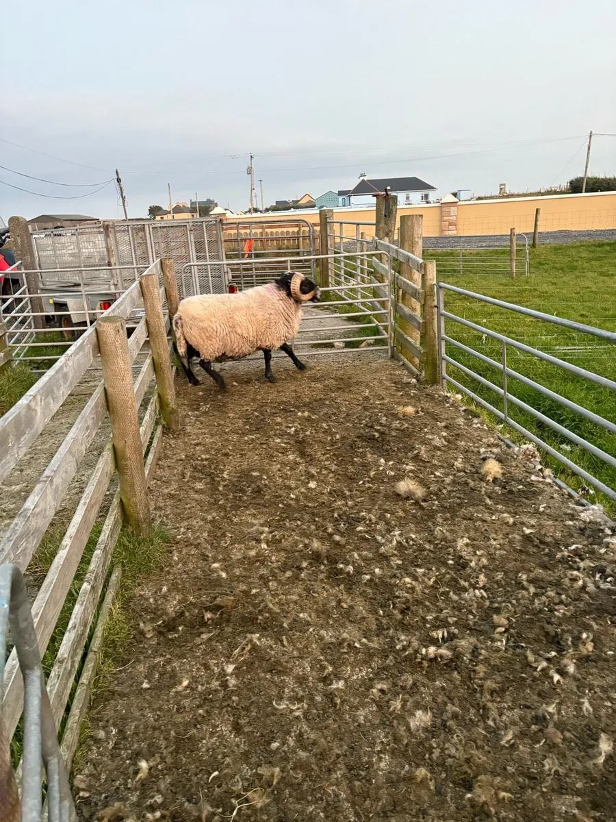 ** ORGANIC HORN RAM ** - Image 1