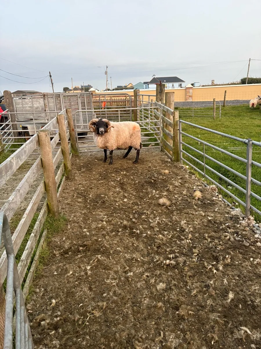 ** ORGANIC HORN RAM ** - Image 2