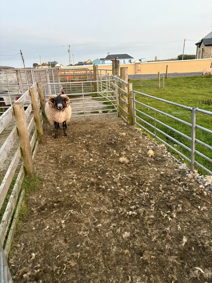 ** ORGANIC HORN RAM ** - Image 4
