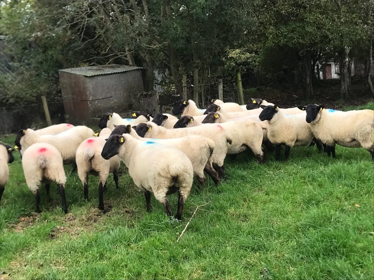 Suffolk mule hoggets - Image 1