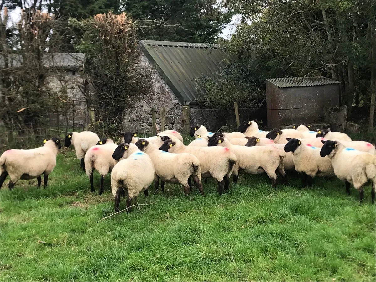 Suffolk mule hoggets - Image 2
