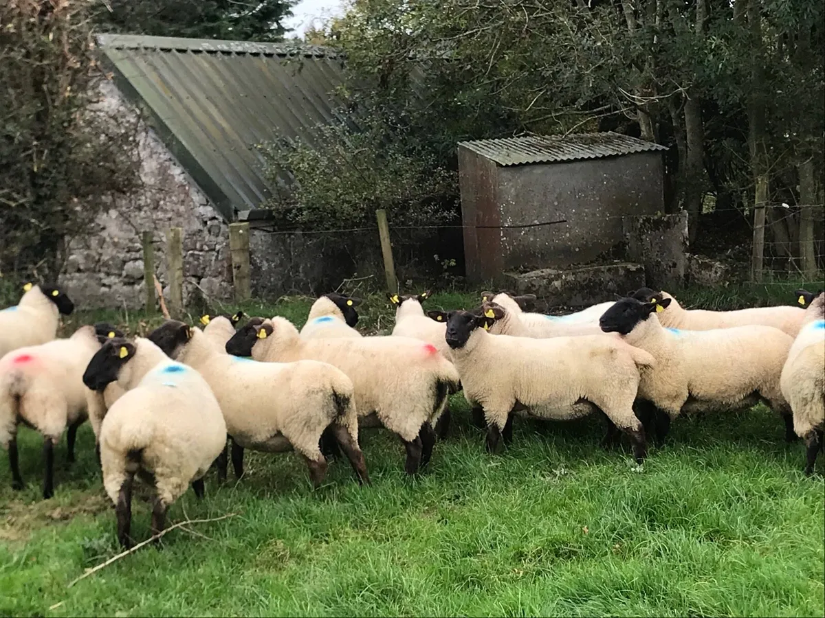 Suffolk mule hoggets - Image 3