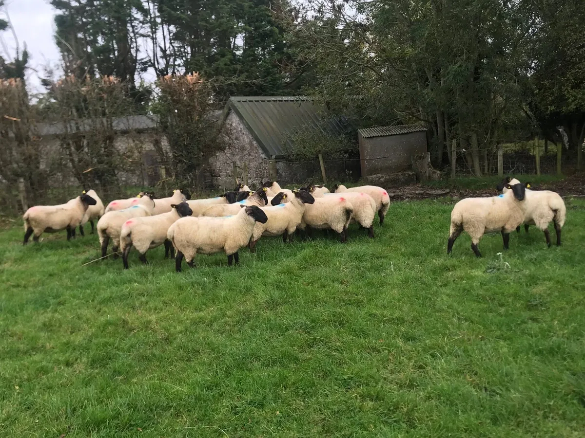 Suffolk mule hoggets - Image 4