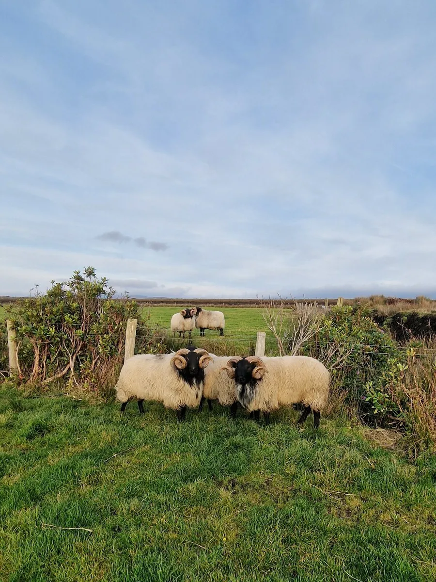 Hogget Rams - Image 1