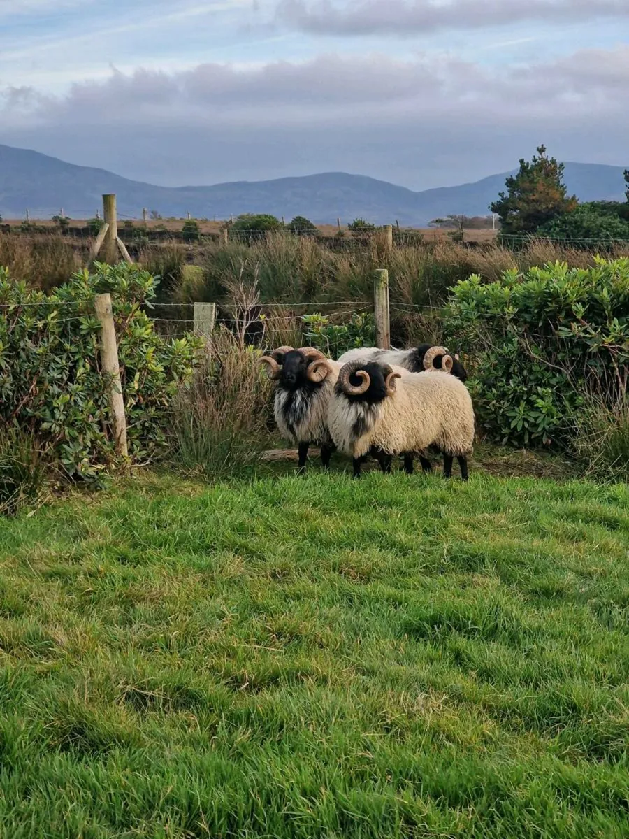 Hogget Rams - Image 2