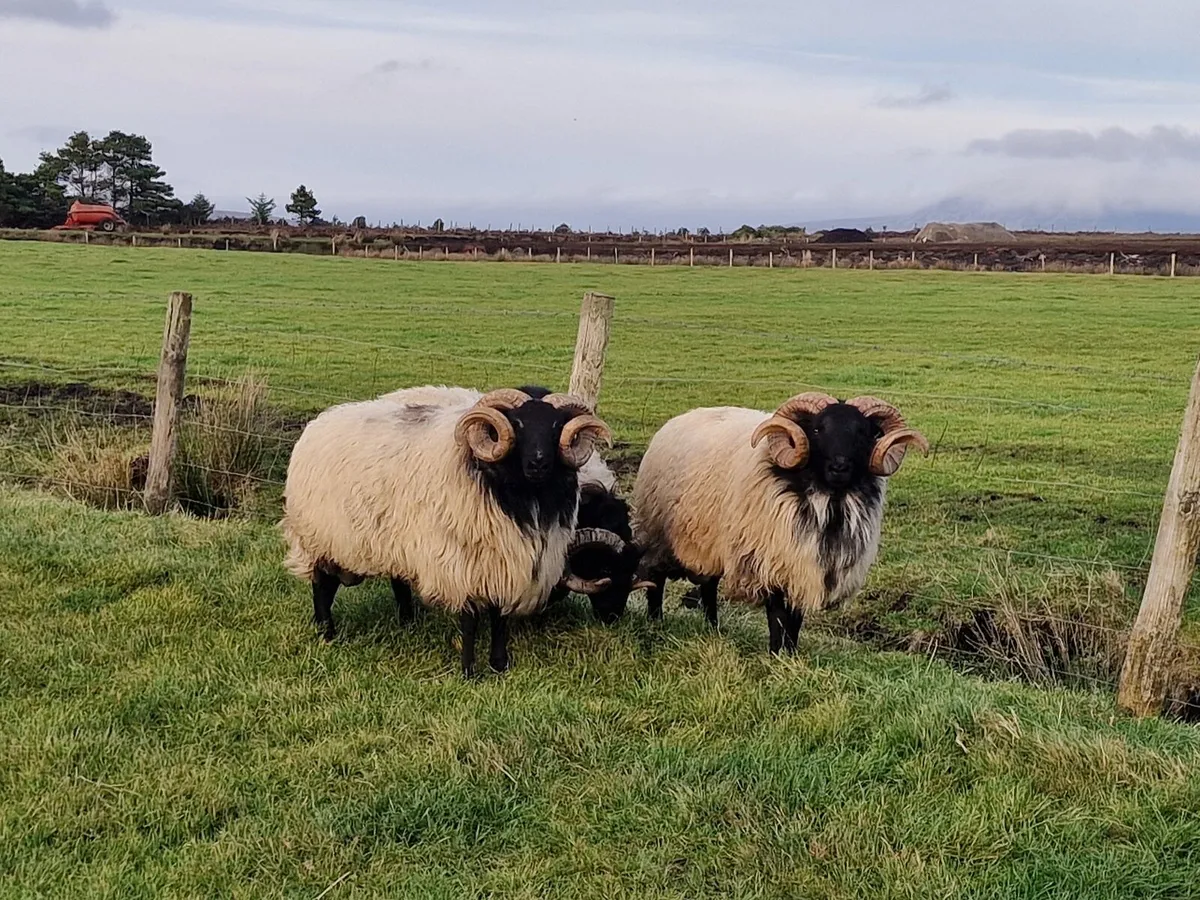 Hogget Rams - Image 3
