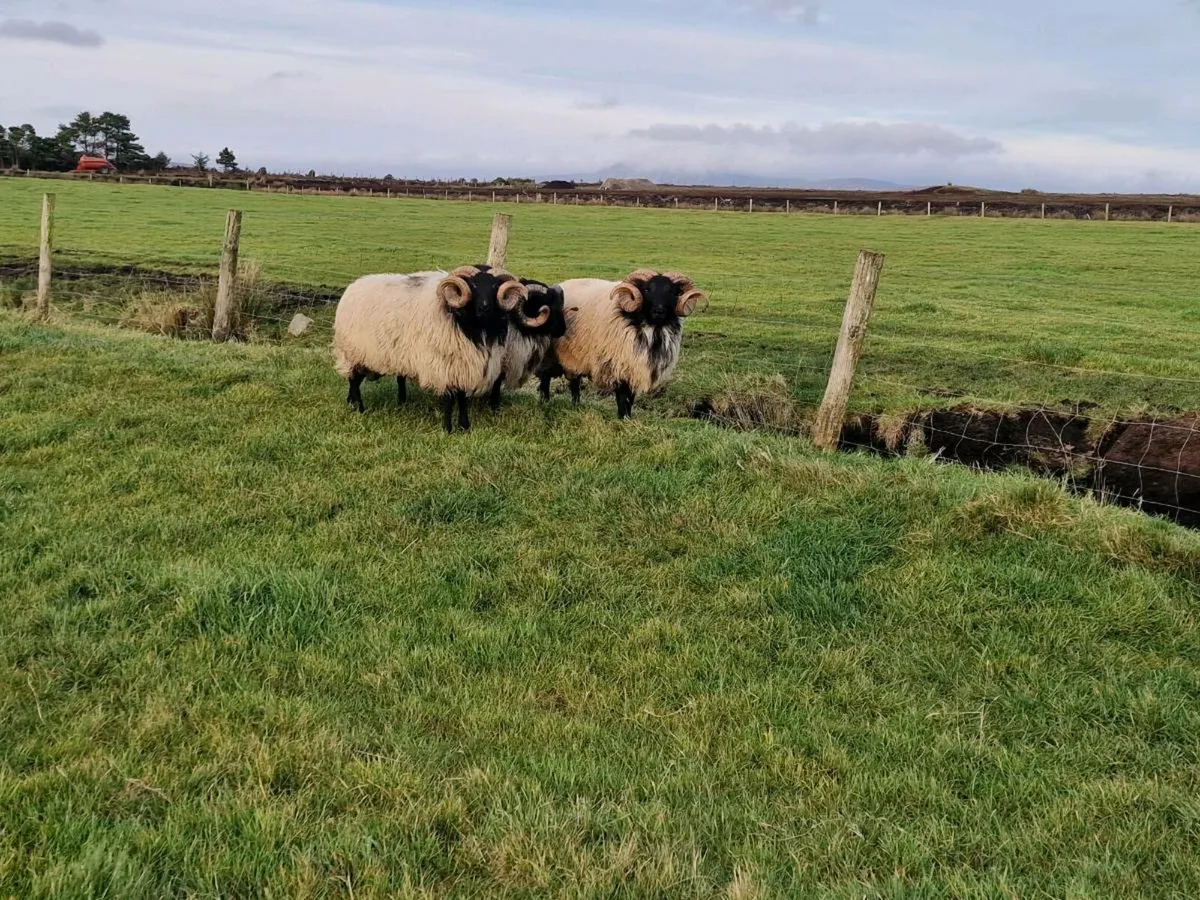 Hogget Rams - Image 4