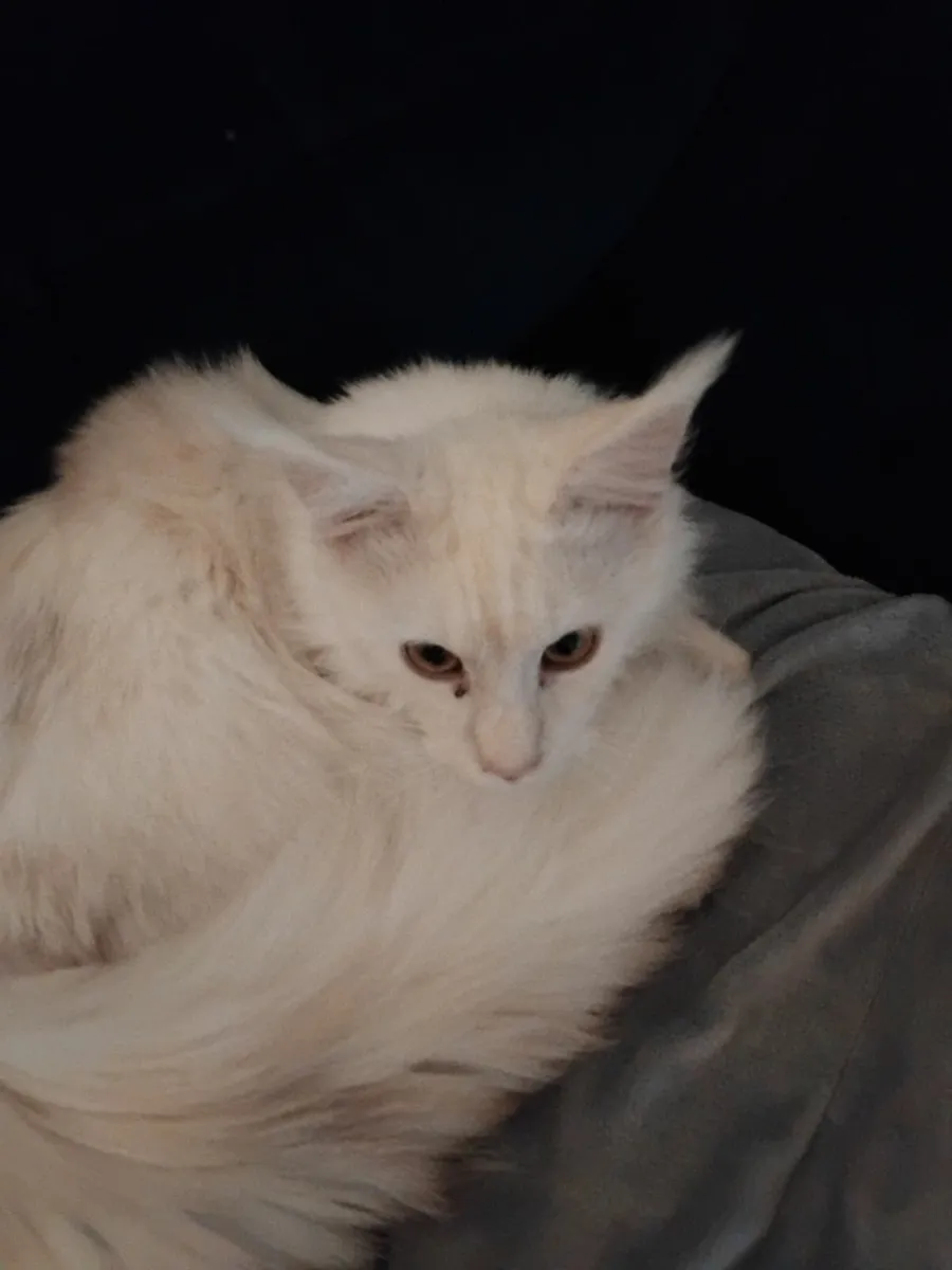 Maine coon cat - Image 1