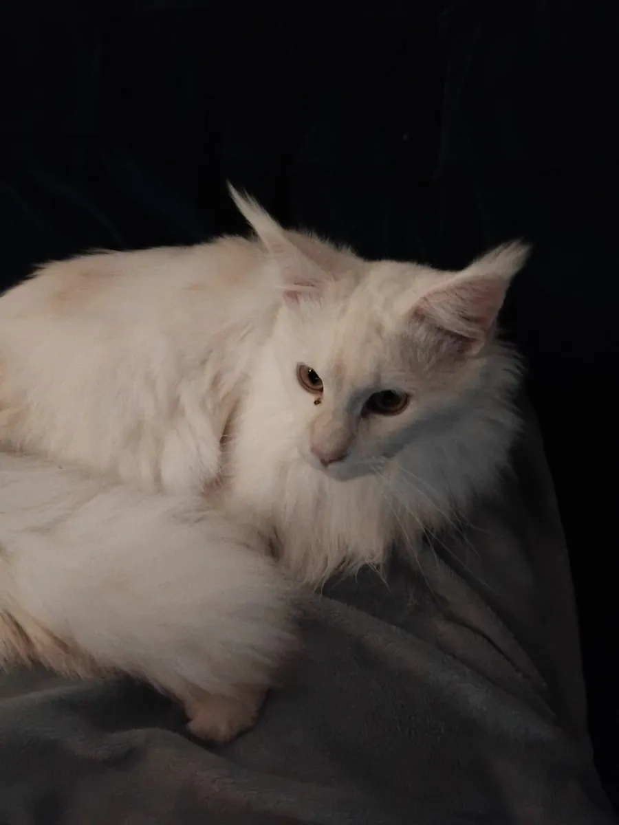 Maine coon cat - Image 2