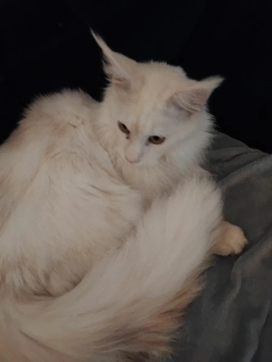 Maine coon cat - Image 3