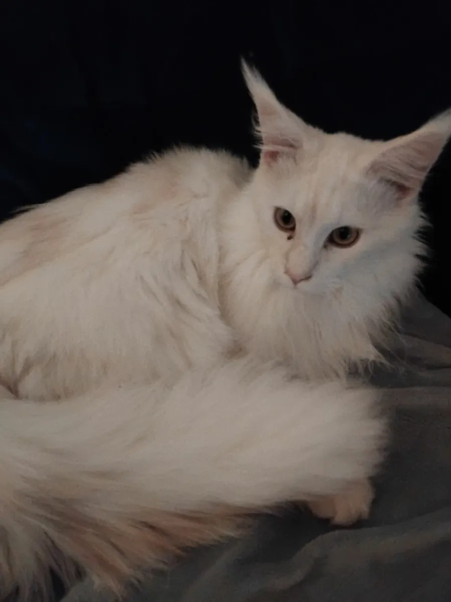 Maine coon cat - Image 4