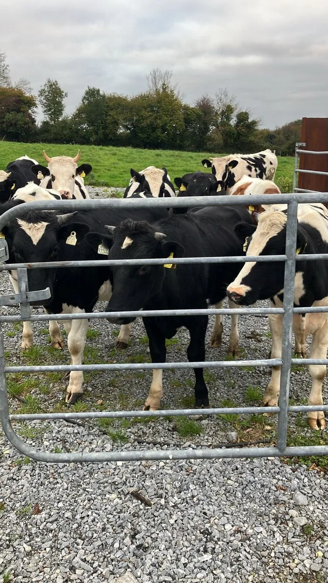 Store bullocks - Image 1