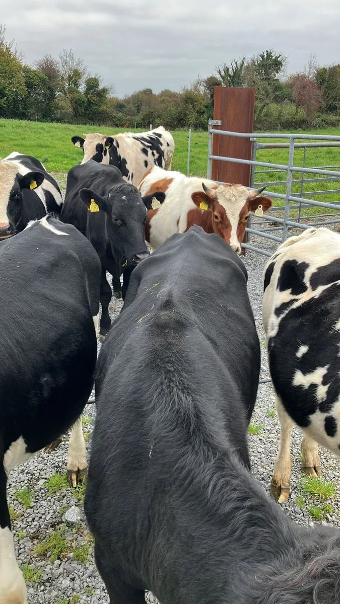 Store bullocks - Image 2