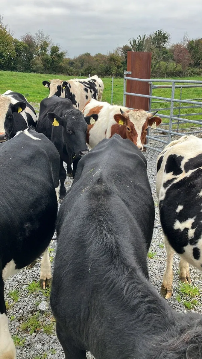 Store bullocks - Image 3