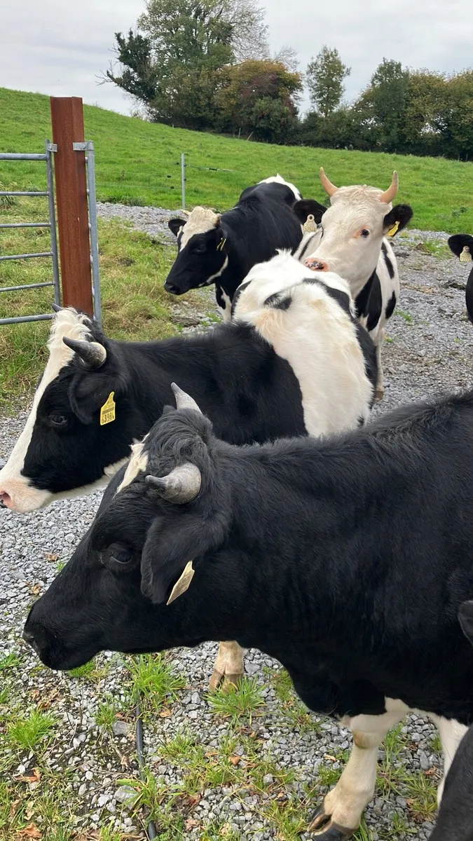 Store bullocks - Image 4