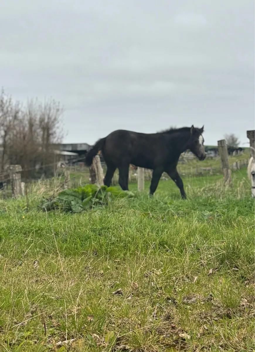 Full Connemara filly foal out of class 1 mare - Image 1