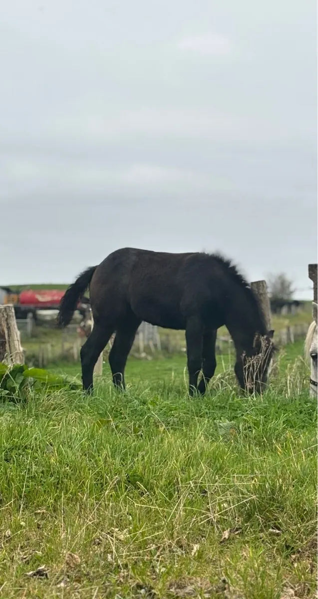 Full Connemara filly foal out of class 1 mare - Image 2