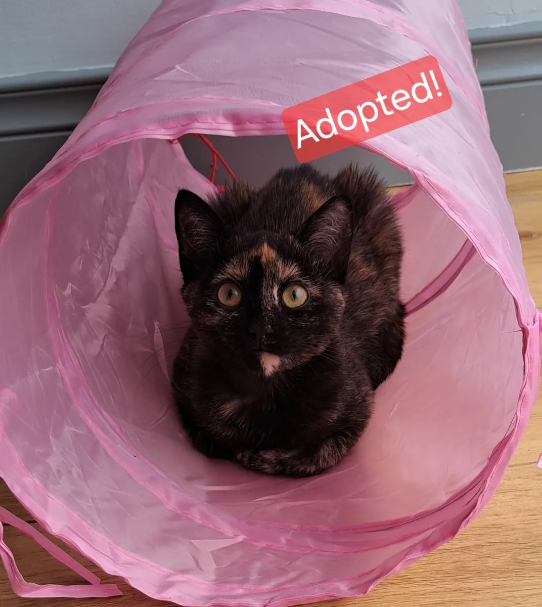 ADOPTED - Image 1