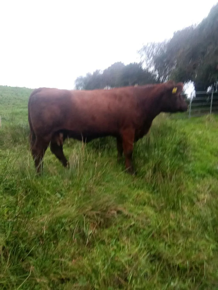 Suckler heifer - Image 2