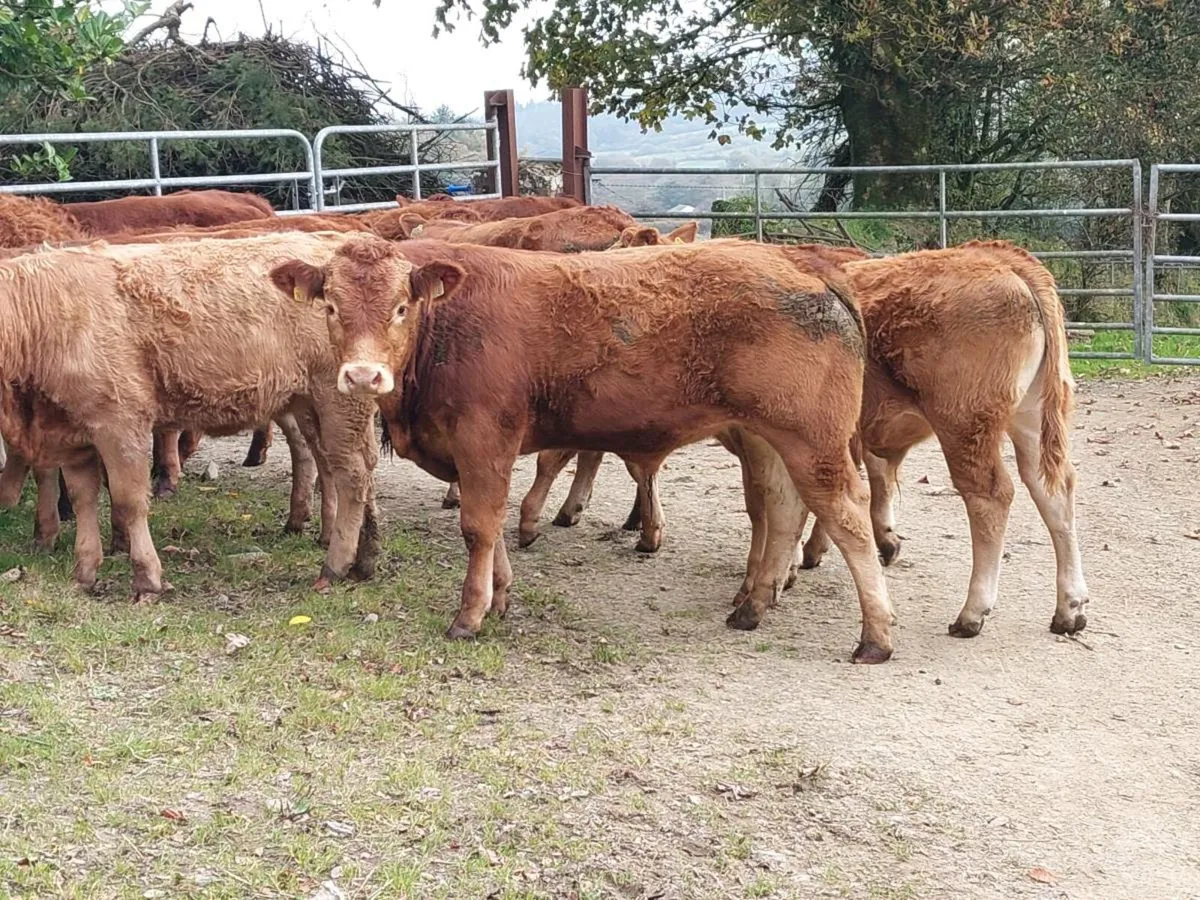 Organic Limousin Weanlings - Image 1