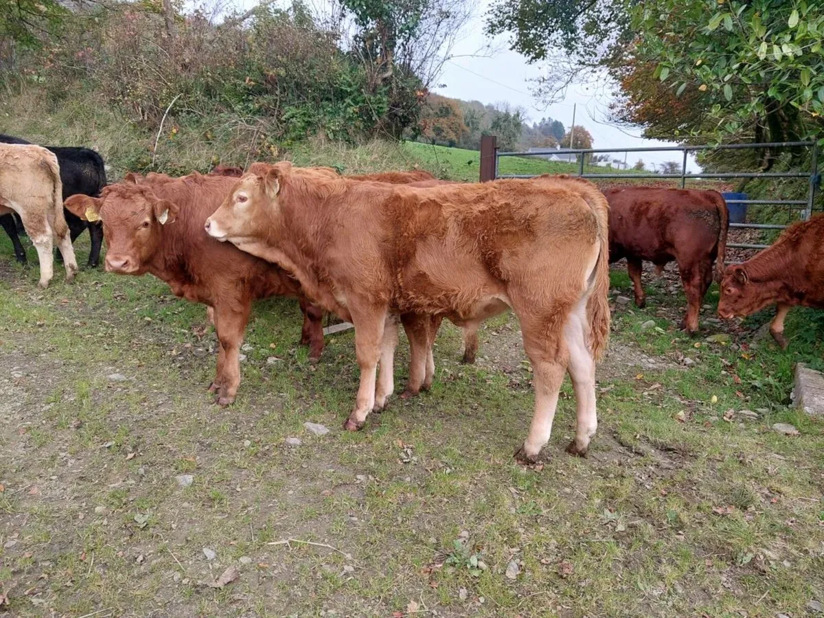 Organic Limousin Weanlings - Image 3