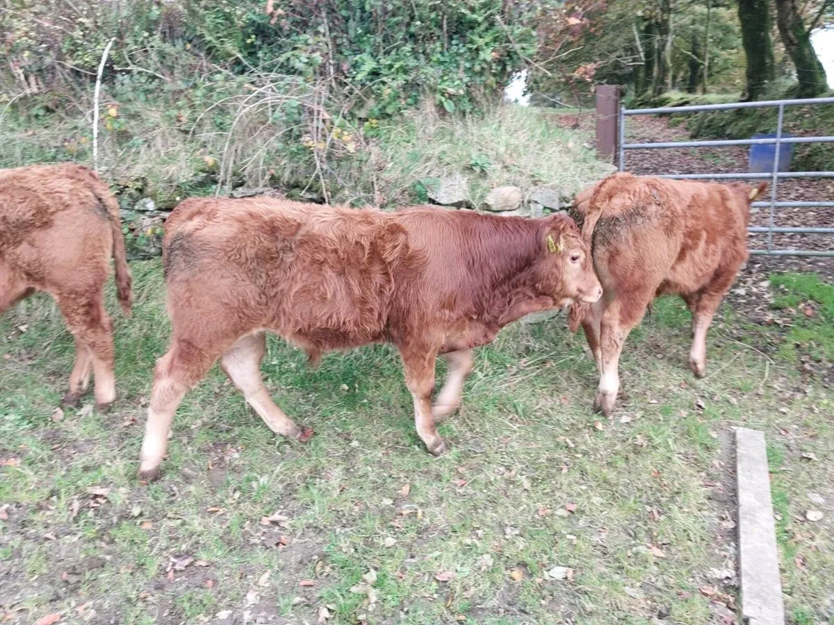 Organic Limousin Weanlings - Image 4