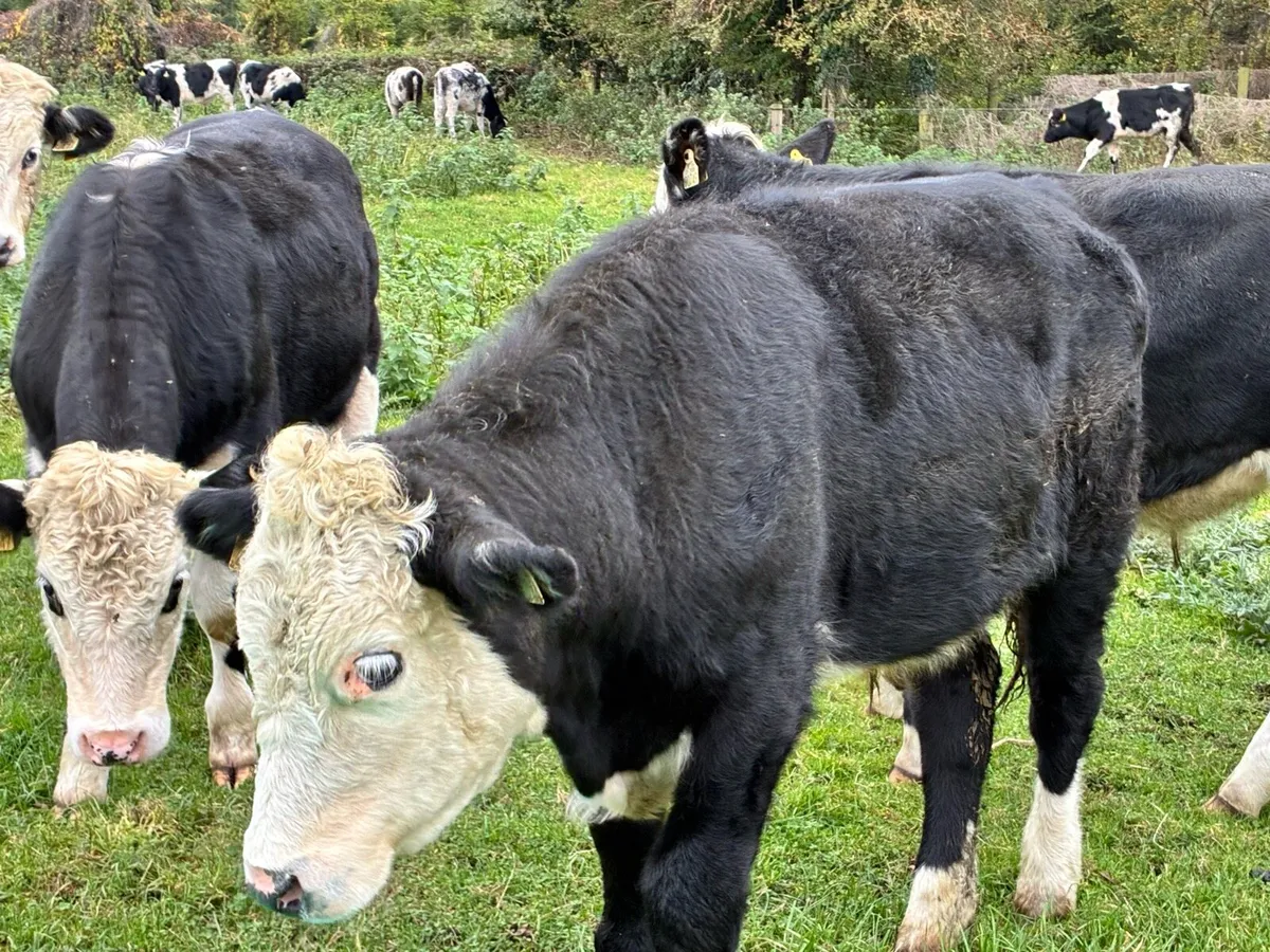 6 smashing Hereford bullocks for sale - Image 2